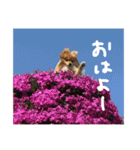 ポメラニアンのむうたん（個別スタンプ：3）