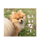 ポメラニアンのむうたん（個別スタンプ：5）