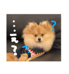 ポメラニアンのむうたん（個別スタンプ：7）