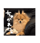 ポメラニアンのむうたん（個別スタンプ：8）