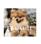 ポメラニアンのむうたん（個別スタンプ：10）