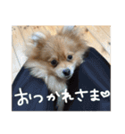 ポメラニアンのむうたん（個別スタンプ：12）