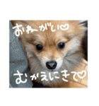 ポメラニアンのむうたん（個別スタンプ：13）