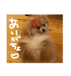 ポメラニアンのむうたん（個別スタンプ：14）