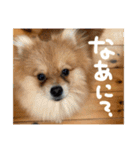 ポメラニアンのむうたん（個別スタンプ：17）