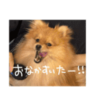 ポメラニアンのむうたん（個別スタンプ：18）
