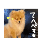 ポメラニアンのむうたん（個別スタンプ：19）