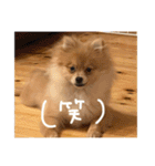 ポメラニアンのむうたん（個別スタンプ：20）