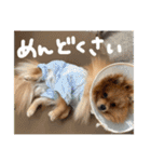 ポメラニアンのむうたん（個別スタンプ：22）