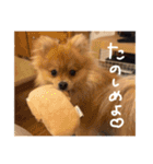 ポメラニアンのむうたん（個別スタンプ：23）