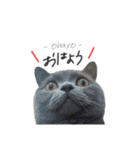 ピッピ(=^x^=)（個別スタンプ：1）