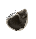 ピッピ(=^x^=)（個別スタンプ：2）