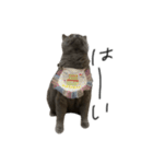 ピッピ(=^x^=)（個別スタンプ：3）