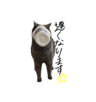 ピッピ(=^x^=)（個別スタンプ：6）