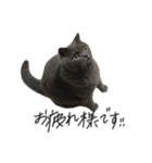 ピッピ(=^x^=)（個別スタンプ：9）