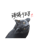 ピッピ(=^x^=)（個別スタンプ：15）