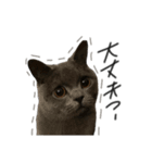 ピッピ(=^x^=)（個別スタンプ：16）