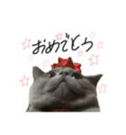 ピッピ(=^x^=)（個別スタンプ：17）
