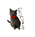 ピッピ(=^x^=)（個別スタンプ：18）