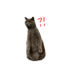 ピッピ(=^x^=)（個別スタンプ：19）