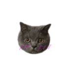 ピッピ(=^x^=)（個別スタンプ：20）