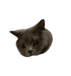 ピッピ(=^x^=)（個別スタンプ：21）