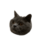 ピッピ(=^x^=)（個別スタンプ：22）