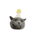ピッピ(=^x^=)（個別スタンプ：24）