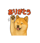 毎日使える☆柴犬スタンプ☆（個別スタンプ：1）