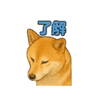 毎日使える☆柴犬スタンプ☆（個別スタンプ：2）