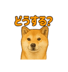 毎日使える☆柴犬スタンプ☆（個別スタンプ：3）
