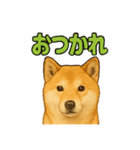 毎日使える☆柴犬スタンプ☆（個別スタンプ：6）