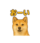 毎日使える☆柴犬スタンプ☆（個別スタンプ：7）