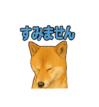 毎日使える☆柴犬スタンプ☆（個別スタンプ：9）