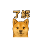 毎日使える☆柴犬スタンプ☆（個別スタンプ：10）