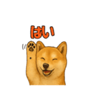 毎日使える☆柴犬スタンプ☆（個別スタンプ：11）