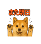 毎日使える☆柴犬スタンプ☆（個別スタンプ：16）