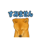 毎日使える☆柴犬スタンプ☆（個別スタンプ：18）
