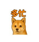 毎日使える☆柴犬スタンプ☆（個別スタンプ：21）