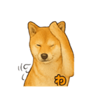 毎日使える☆柴犬スタンプ☆（個別スタンプ：23）