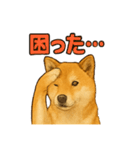 毎日使える☆柴犬スタンプ☆（個別スタンプ：24）
