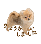 イサミちゃん（個別スタンプ：3）