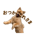 イサミちゃん（個別スタンプ：4）