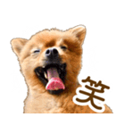 イサミちゃん（個別スタンプ：15）