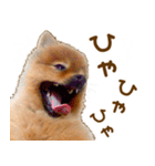 イサミちゃん（個別スタンプ：16）