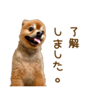 イサミちゃん（個別スタンプ：17）