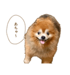 イサミちゃん（個別スタンプ：21）