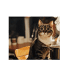 動く！猫でリアクション（個別スタンプ：21）