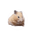 キンクマハムスターおいもの日常（個別スタンプ：1）