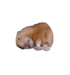 キンクマハムスターおいもの日常（個別スタンプ：2）